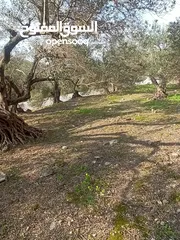  22 ارض زراعيه في بلعا دير الغصون