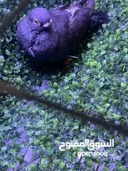  3 فحل بولندي السود طير مطير