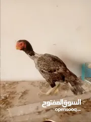  6 جاج فارسي وياكستاني