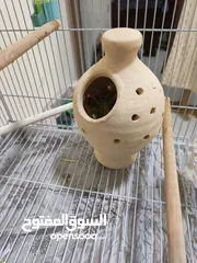  6 8 Beautiful and Healthy Zebra Finches with Large Spacious Cage Full Set for Sale :)