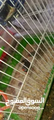  12 جوز جنه جوز حب جوز كنار جوز كوكتيل  (اقرا الوصف ضروري)