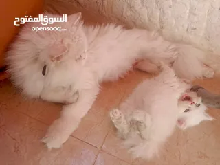  2 قطة انثي وابنها للبيع