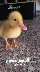  1 بطة صغيرة عمرها اسبوعين