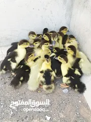  4 duck for sale