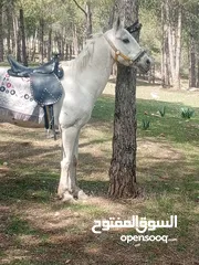  2 الله يبارك لصاحب النصيب