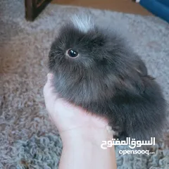  5 أرانب نوع تيدي بير وليون هيد