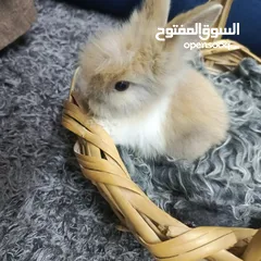  11 أرانب نوع تيدي بير وليون هيد