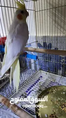  4 cockatiel lutino