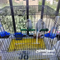  6 طيور حب بادجي لون مميز
