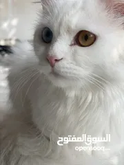  1 قطه للبيع شيرازي العمر سنه