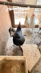  1 جاج مشكل للبيع