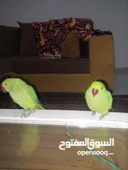  8 ببغاء درارة  هندي كوكو عمر سنة وريكو عمر سنة ونص اليف ولعوب ومدرب وصحتو جيدة جدا ومرح بلعب بالبيت .