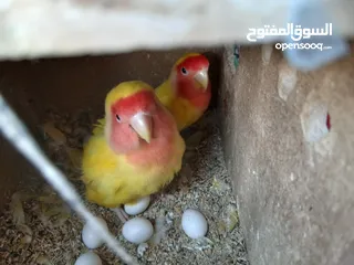 1 زوج ببغاء روز منتجين وتحتهم 7 بيضات بصحه ممتازه