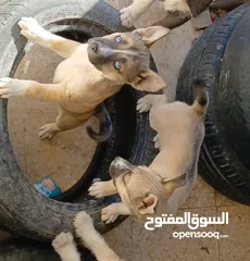  4 موجود كلبة هاسكي انثى للبيع