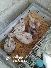  3 فراخ كوكتيل زق يدوي سحم الكفارات