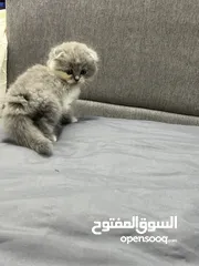  6 سكوتش انثي