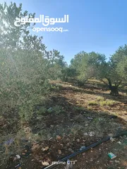  5 ارض للبيع في زبوبا طريق المطلة