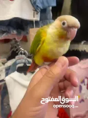  4 ببغاء جرين شيك أناناس لون مميز جدا جدا زي اللعبة اليف 100٪؜