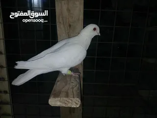 8 كوم كامل للبيع  دينارين ونص الحبه زق وكش الفحول كلها كش