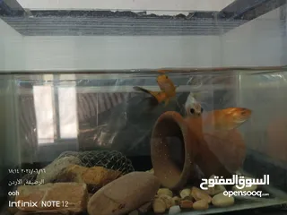  1 سمك للبيع بداعي عدم التفرغ