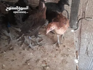  6 موجود تسع فرخات بلديات صحه ونظافه   والشر ما بقصر معاه