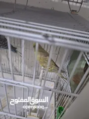  20 غرفة طيور حب هوغو وبردات انكليزي على هوغو للبيع بسعر حرق