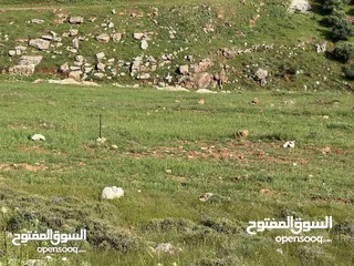  8 ارض 675 م غرب عمان/مرج الحمام/المشبك.عشارع اسفلت سكن ب 6 د عن دوار شوابكة والمريشد.منطقة خدمات وفلل