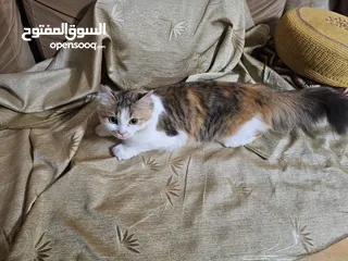 2 قط انثى شيرازي مكس حامل من سكوتش فولد   ماخد جميع المطاعيم البيع بسعر المطعوم فقط
