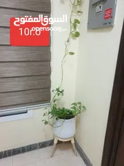  2 for sale plants