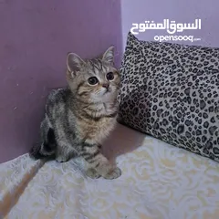  8 ما شاء الله تبارك الله ..... مجموعة من الكتنز بأنوع مختلفة .... .. (موجود تفاااصيل اكتر بالوصف) ..