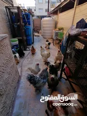  10 بسم الله الرحمن الرحيم متوفر 14 ديك براهما للبيع في عمان جبل الزهور