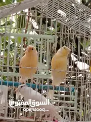  1 طيور كناري