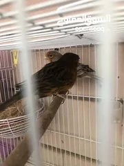  13 Breeding pairs of canary  in Alain