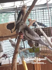  1 زوج كوكتيل