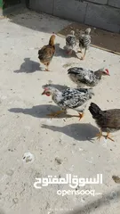  2 افراخ دجاج ((عدد  6 ))