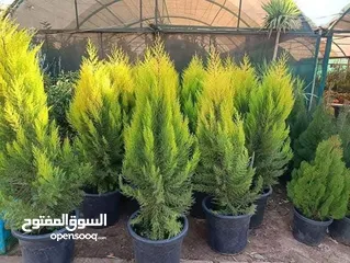  10 جميع انواع الاشجار  وفريق لصيانة وتنسيق جميع الحدائق والأشجار