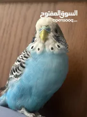  1 طائر حب نادر أليف  A rare love bird