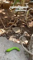  6 حرباء أليفة للبيع