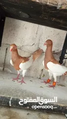  6 جواز حمام للبيع