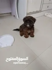  5 Shihtzu puppy 4 months