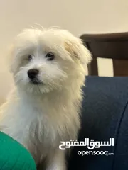  2 كلب مالتيز عمر 8 اشهر ماخذ كل المطاعيم و متعود على الحمام معه جميع اغراضه  متعود على العائلة و البيت