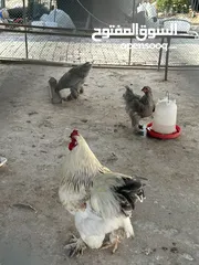 1 دجاج برههاما للبيع