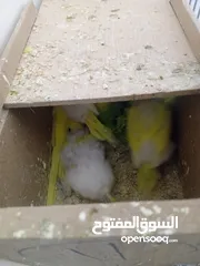  4 خمس زواج تحتها فراخ