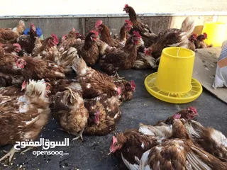 19 جاروشة اعلاف متخصصة باعلاف المواشي والطيور - خلطات - مواد اولية - خلطات حسب الطلب