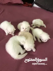  8 Cat baby Persian