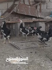  1 مطلوب دجاج بوطاني