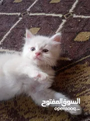  2 قطط للبيع  سكوتش فولد