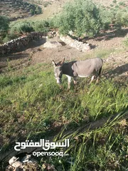  1 حمار اصلبي