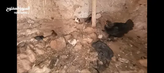  11 3 جاجات مع فراخهم