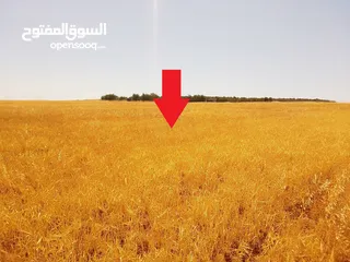  11 مادبا ماعين غرابيات ام راسين قطعة ارض زراعية بمنطقة هادئة و مميزة بمساحة 5300 م واصل الخدمات